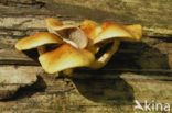 Goudvliesbundelzwam (Pholiota aurivella)