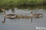 Grey Lag-Goose (Anser anser)