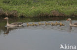 Grey Lag-Goose (Anser anser)
