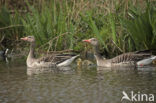 Grey Lag-Goose (Anser anser)