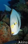 Grijze doktorsvis (Acanthurus mata)