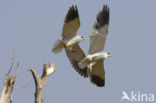 Grijze Wouw (Elanus caeruleus)