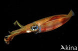 Oval Squid (Sepioteuthis lessoniana)