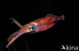 Oval Squid (Sepioteuthis lessoniana)