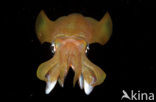 Oval Squid (Sepioteuthis lessoniana)