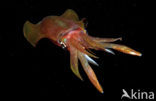 Oval Squid (Sepioteuthis lessoniana)