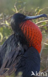 Great Frigatebird (Fregata minor)