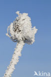 Grote kaardebol (Dipsacus fullonum)