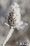 Grote kaardebol (Dipsacus fullonum)