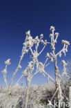 Grote kaardebol (Dipsacus fullonum)