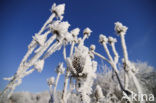 Grote kaardebol (Dipsacus fullonum)