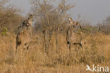 Grote koedoe (Tragelaphus strepsiceros)