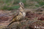 Grote Lijster (Turdus viscivorus)