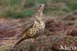 Grote Lijster (Turdus viscivorus)