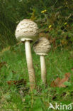 Grote parasolzwam (Macrolepiota procera)