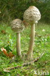 Parasol (Macrolepiota procera)