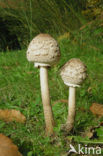 Grote parasolzwam (Macrolepiota procera)