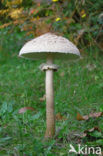 Parasol (Macrolepiota procera)