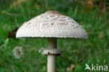 Grote parasolzwam (Macrolepiota procera)