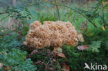 Wood Cauliflower (Sparassis crispa)