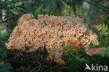 Wood Cauliflower (Sparassis crispa)