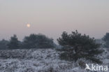 Grove den (Pinus sylvestris)