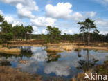 Grove den (Pinus sylvestris)