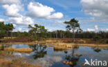 Grove den (Pinus sylvestris)