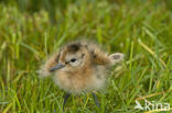 Black-tailed Godwit (Limosa limosa) 