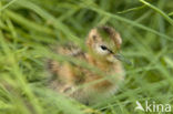 Grutto (Limosa limosa) 