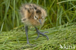 Black-tailed Godwit (Limosa limosa) 
