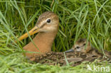 Grutto (Limosa limosa) 