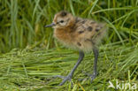 Black-tailed Godwit (Limosa limosa) 