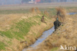 Haas (Lepus europaeus)