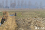 Brown Hare (Lepus europaeus)