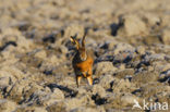 Brown Hare (Lepus europaeus)