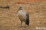 Hadada ibis (Hagedashia hagedash)