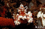 Harlekijn garnaal (Hymenoceara elegans)