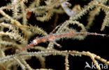 Harlequin ghost pipefish (Solenostomus paradoxus)
