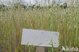 Cultivated Oat (Avena sativa)