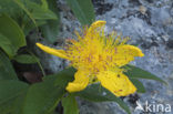 St John’s wort (Hypericum spec.)