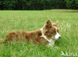 Dog (Canis domesticus)