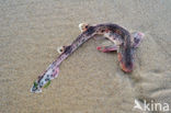 small-spotted catshark (Scyliorhinus canicula)
