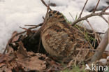 Eurasian Woodcock (Scolopax rusticola)
