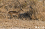 Impala (Aepyceros melampus)