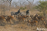 Impala (Aepyceros melampus)