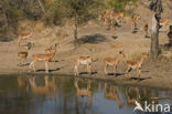 Impala (Aepyceros melampus)