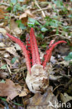 Inktviszwam (Clathrus archeri) 