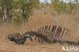 Kaapse buffel (Syncerus caffer)