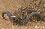 Cape buffalo (Syncerus caffer)